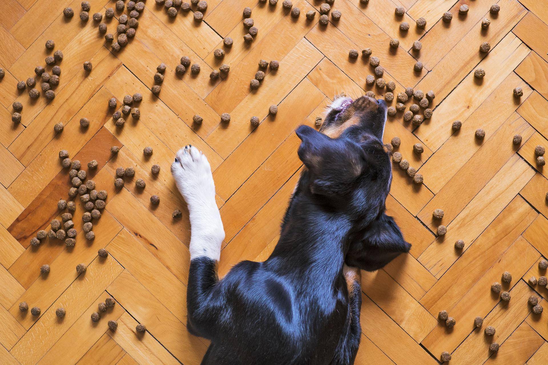 dog food אוכל לכלבים